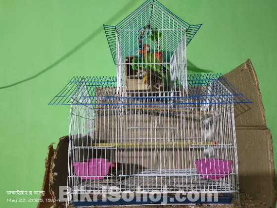 Love birds and khacha ar chobir sob e